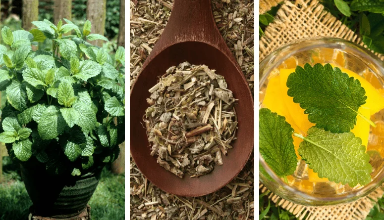 12 Reasons Everyone Should Start Growing Lemon Balm