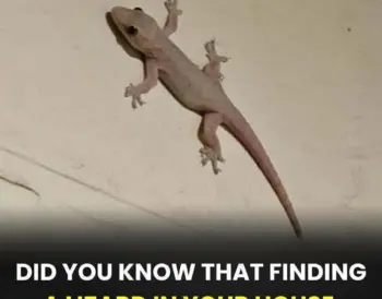 Did You Know That Finding a Lizard in Your House Is a Sign Of…? 🦎 - diy-home