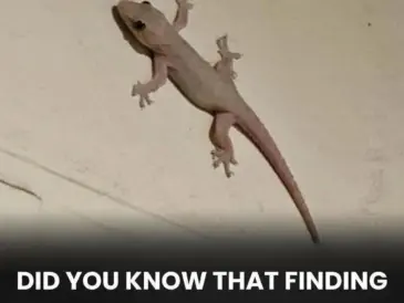 Did You Know That Finding a Lizard in Your House Is a Sign Of…? 🦎 - diy-home