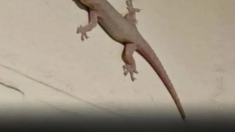 Did You Know That Finding a Lizard in Your House Is a Sign Of…? 🦎 - diy-home