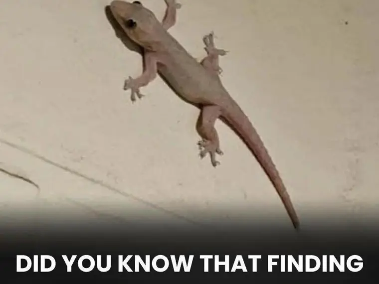 Did You Know That Finding a Lizard in Your House Is a Sign Of…? 🦎 - diy-home