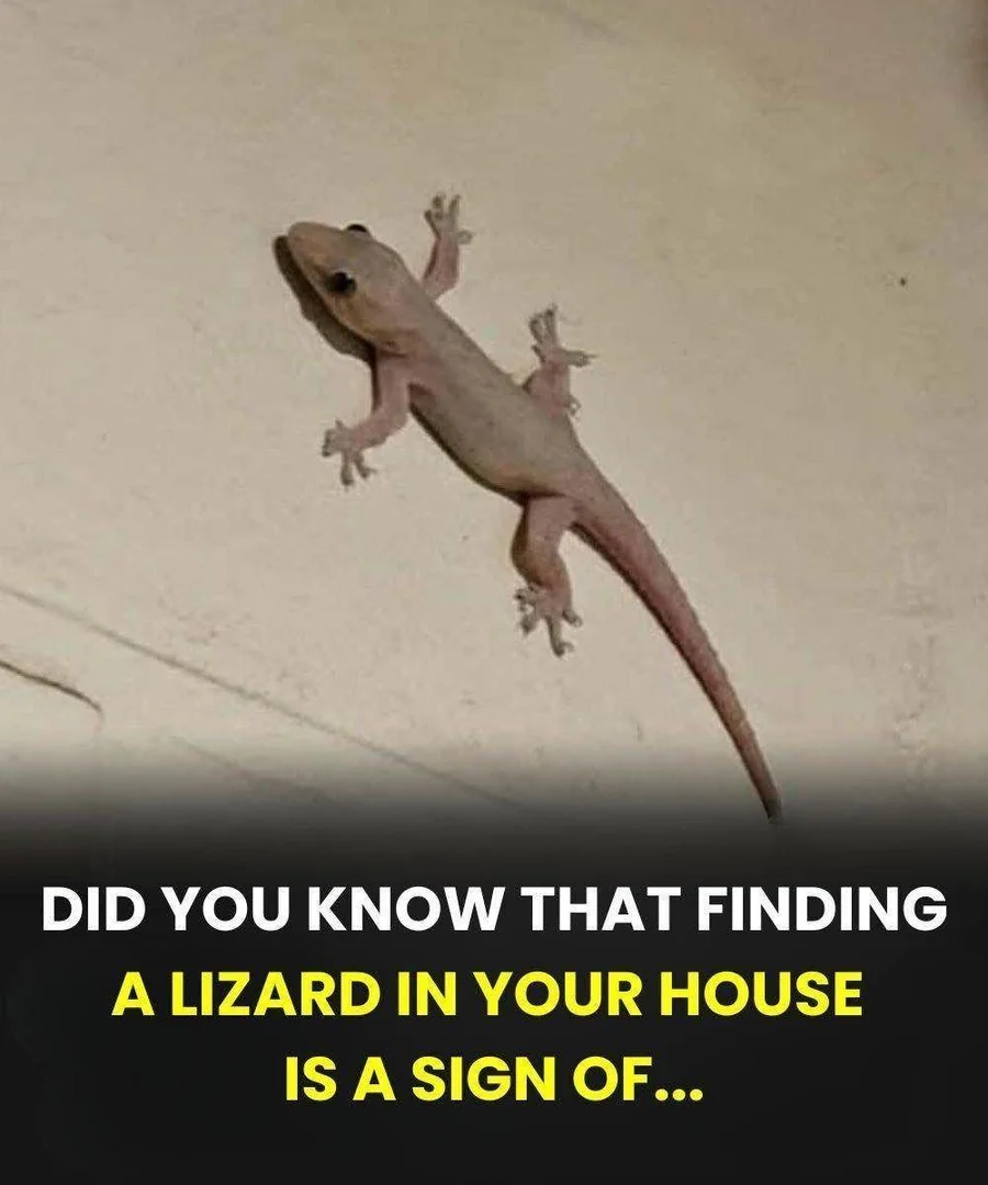 Did You Know That Finding a Lizard in Your House Is a Sign Of…? 🦎 - diy-home