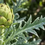 Mullein and Ear Problems: Nature’s Remedy for Gentle Relief