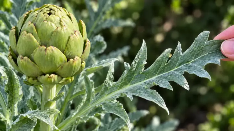 Don't Throw Them Away! The Surprising Health Benefits of Artichoke Leaves
