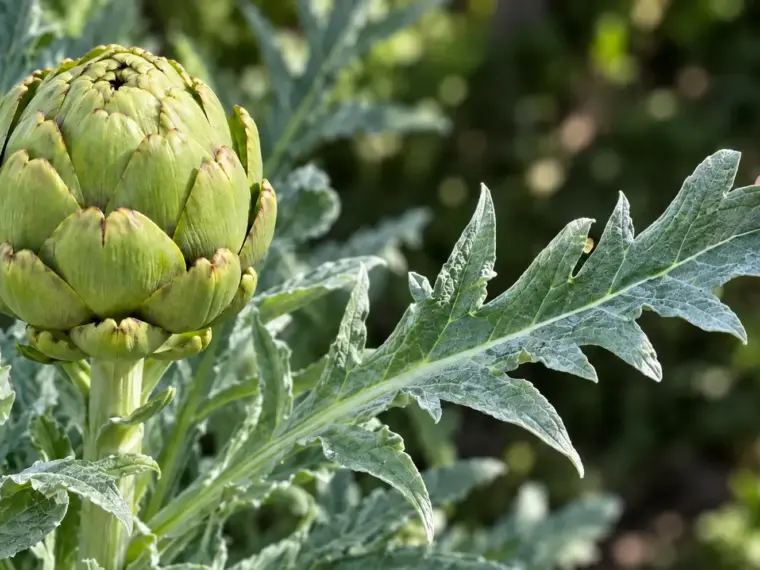 Don't Throw Them Away! The Surprising Health Benefits of Artichoke Leaves