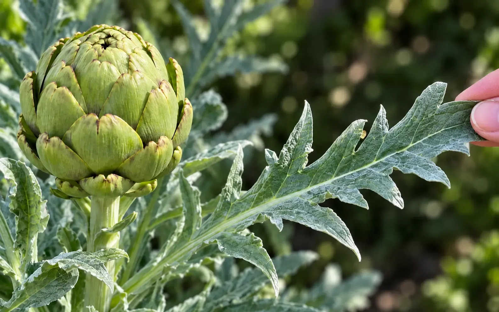 Don't Throw Them Away! The Surprising Health Benefits of Artichoke Leaves