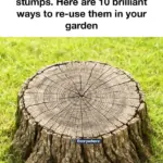 Slice open yellow tennis balls and bury them with 2 other shed items and master gardeners say this old trick still works miracles