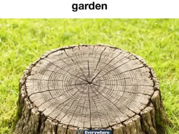 Don’t get rid of old tree stumps. Here are 10 brilliant ways to re-use them in your garden