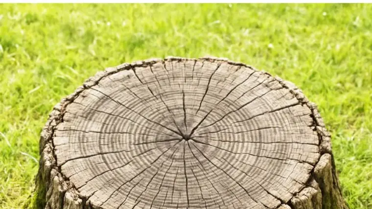 Don’t get rid of old tree stumps. Here are 10 brilliant ways to re-use them in your garden