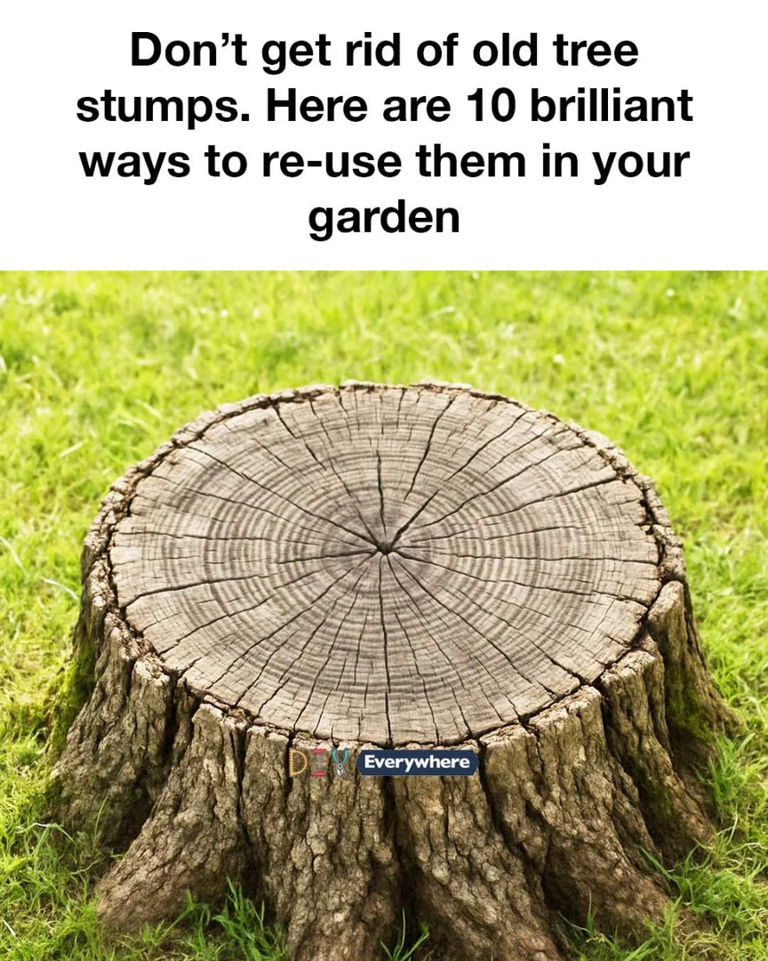 Don’t get rid of old tree stumps. Here are 10 brilliant ways to re-use them in your garden