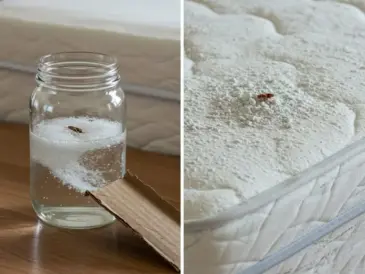 Goodbye Bedbugs at Home: The Infallible Remedy for Keeping Them Away - diy-home