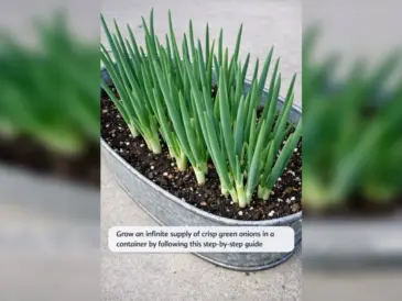 Grow an infinite supply of crisp green onions in a container by following this step-by-step guide