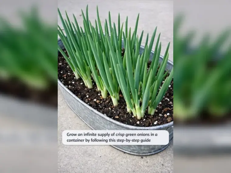 Grow an infinite supply of crisp green onions in a container by following this step-by-step guide