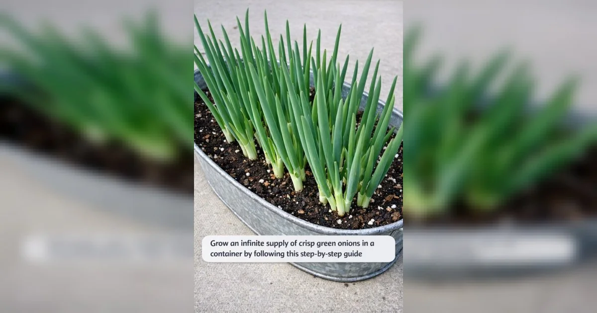 Grow an infinite supply of crisp green onions in a container by following this step-by-step guide