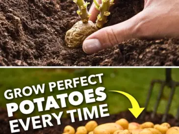 Grow Potatoes Year-Round Methods and Tips for Every Season
