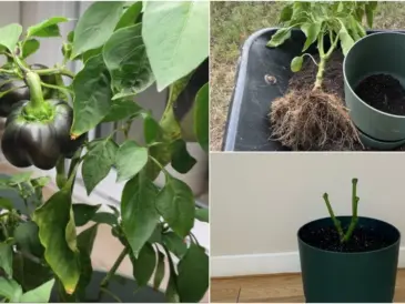 How to Overwinter Pepper Plants For Bigger Yields