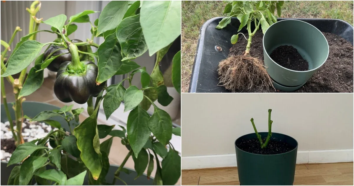How to Overwinter Pepper Plants For Bigger Yields