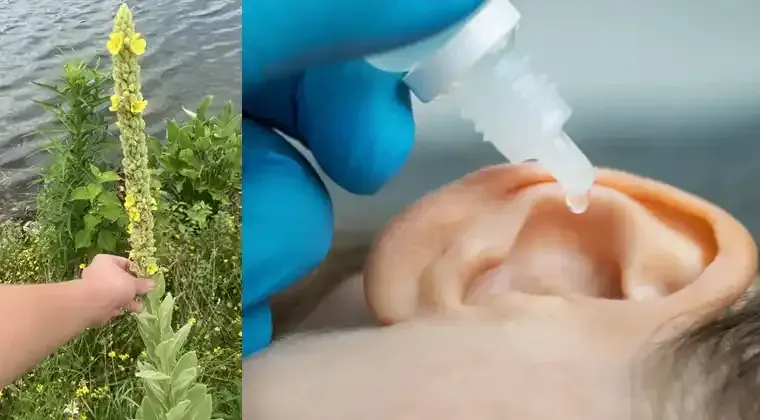 Mullein and Ear Problems: Nature’s Remedy for Gentle Relief