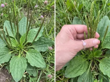 Plantago major (Broadleaf Plantain): Benefits, Uses, Nutrition, and How to Identify This Common Edible Weed