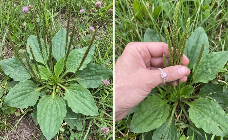Plantago major (Broadleaf Plantain): Benefits, Uses, Nutrition, and How to Identify This Common Edible Weed