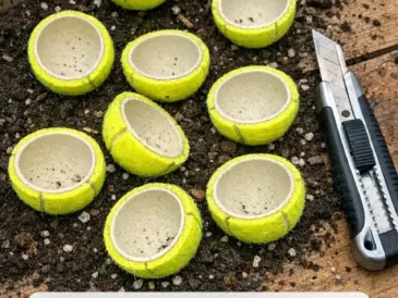 Slice open yellow tennis balls and bury them with 2 other shed items and master gardeners say this old trick still works miracles
