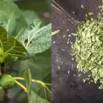 The Power of Moringa Seeds: 25 Benefits and How To Use Them At Home