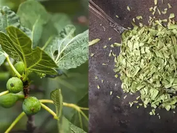 The Power of Fig Leaves: A Hidden Gem for Health and Wellness - Diy Home & Garden