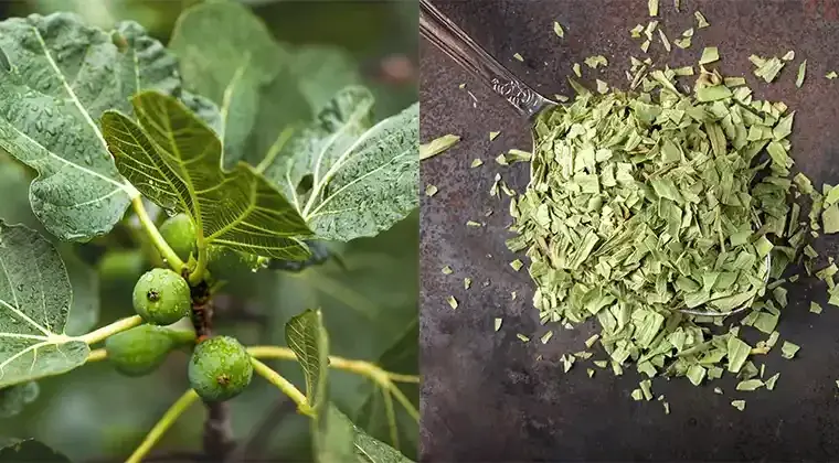 The Power of Fig Leaves: A Hidden Gem for Health and Wellness - Diy Home & Garden
