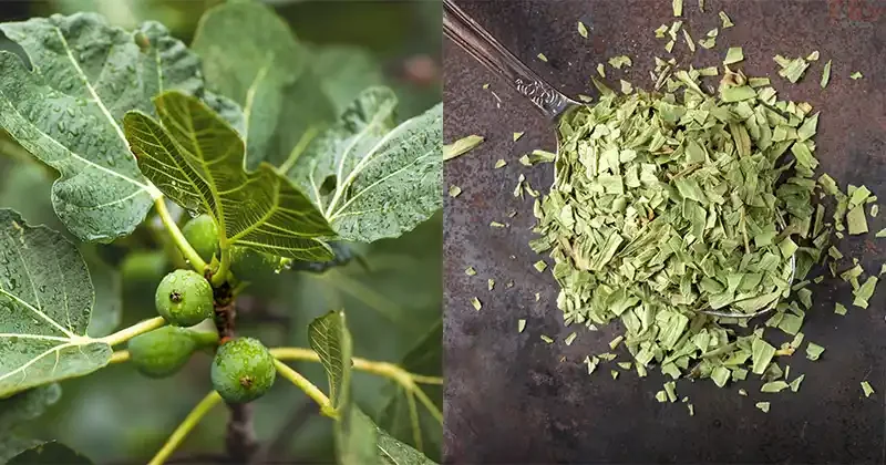 The Power of Fig Leaves: A Hidden Gem for Health and Wellness - Diy Home & Garden