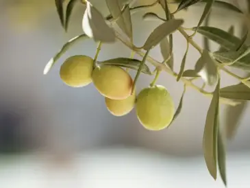 The Surprising Reason Why You Can’t Buy Fresh Olives at the Supermarket
