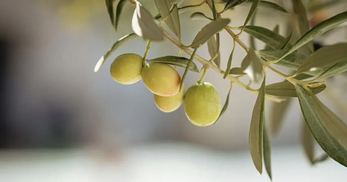The Surprising Reason Why You Can’t Buy Fresh Olives at the Supermarket